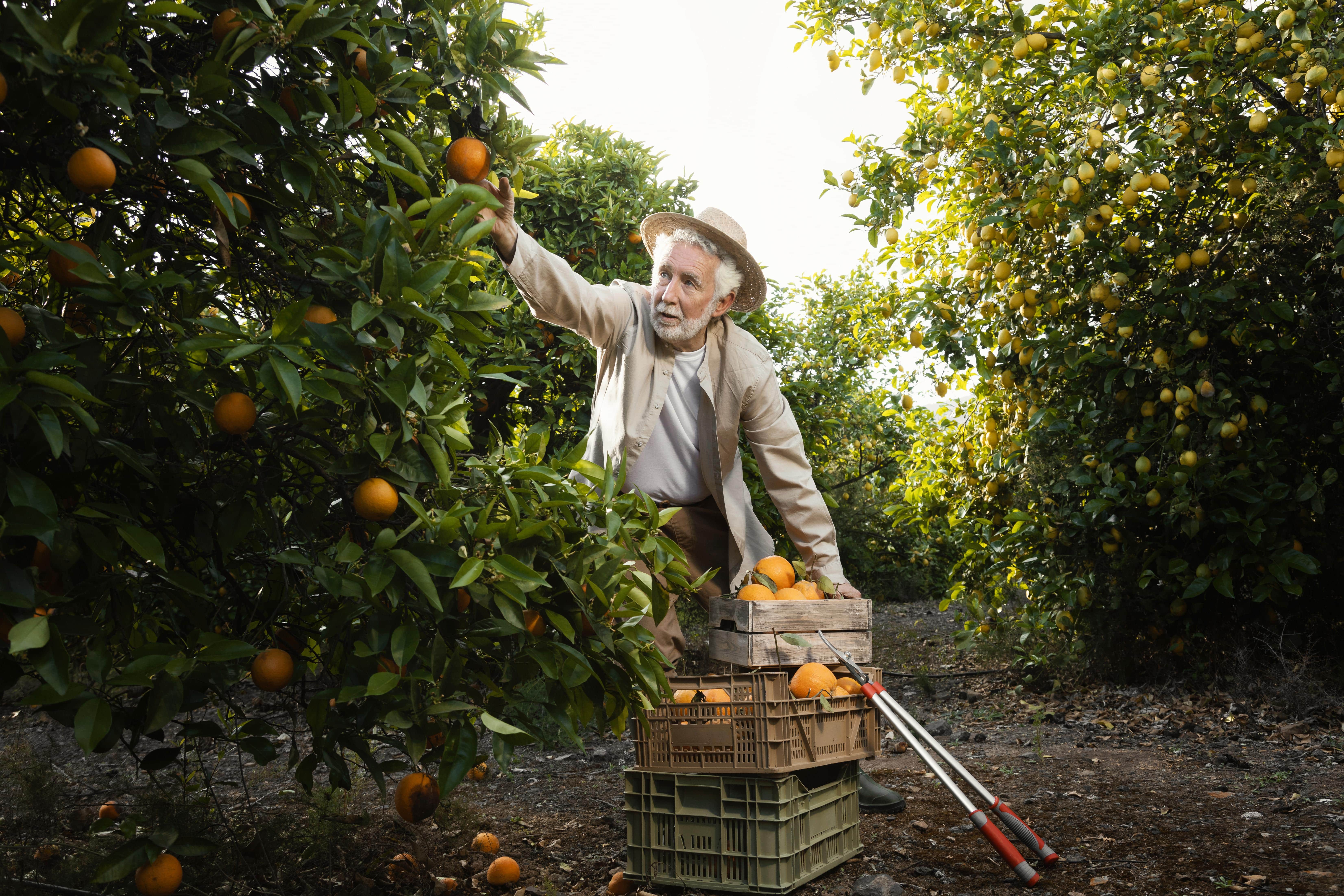 senior-man-orange-trees-plantation (1)-min